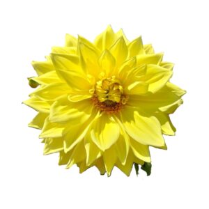 Camote dalia amarilla doble