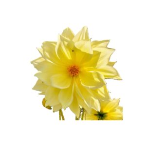 Camote dalia amarilla media doble