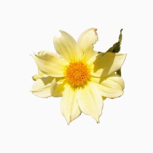 Camote dalia amarilla sencilla