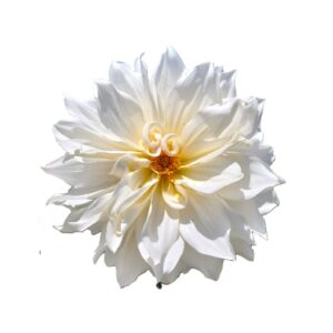 Camote dalia blanca media doble