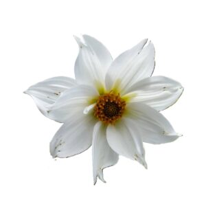 Camote dalia blanca sencilla