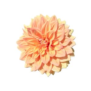 Camote dalia coca dorada