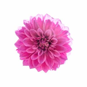 camote dalia coca rosa