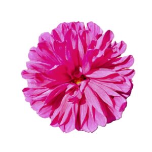 Camote dalia conchita