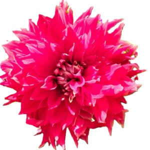 Camote dalia monstruo