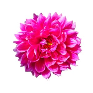 Camote dalia morada tuna