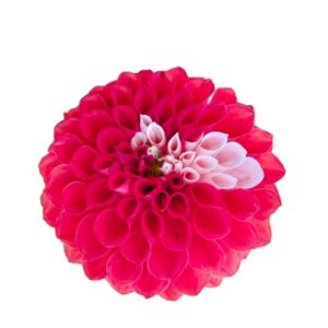 Camote dalia pompón