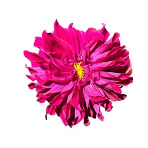 Camote dalia rehilete