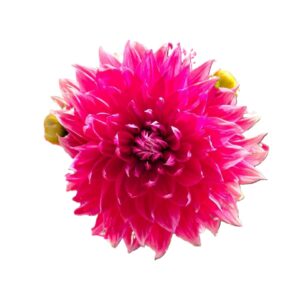 Camote dalia rojo estrella