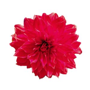 Camote dalia rojo Tepetlayuca