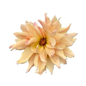 Camote de dalia salmón estrella